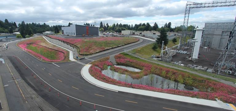 After: Spring 2020: Annual forbs (grasses), shrubs and trees begin to bloom after spring rains. 