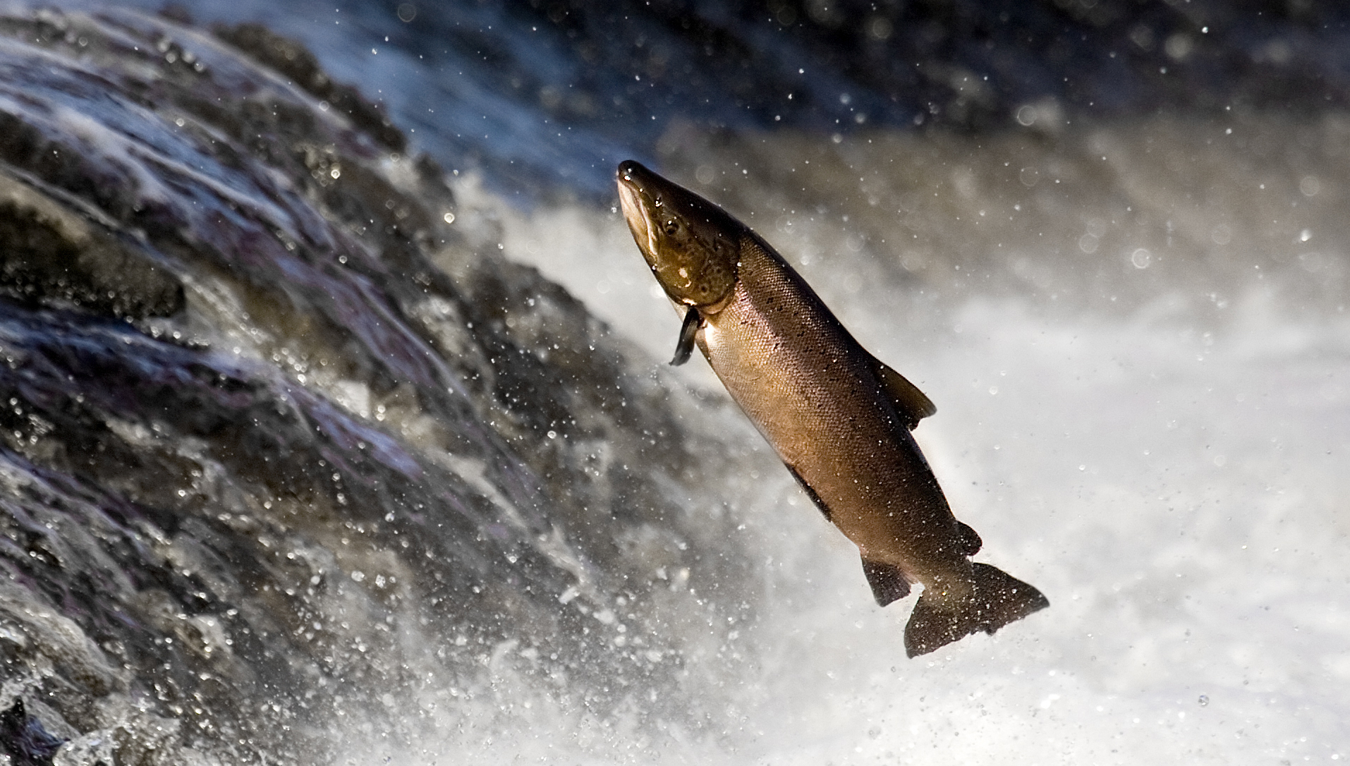 salmon leaping from water, in air, with water spray behind it