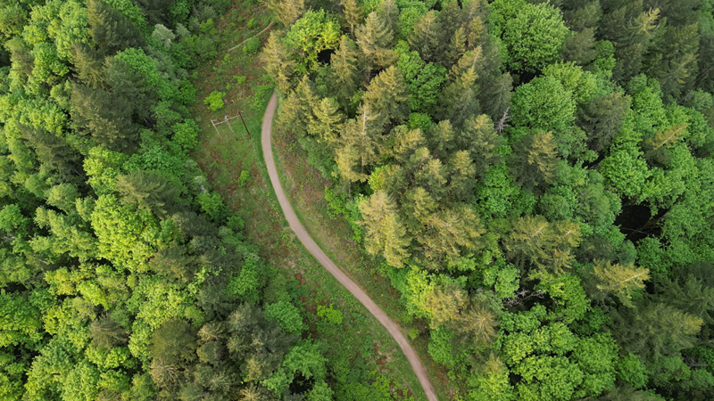 aerial view of trees with road running through it