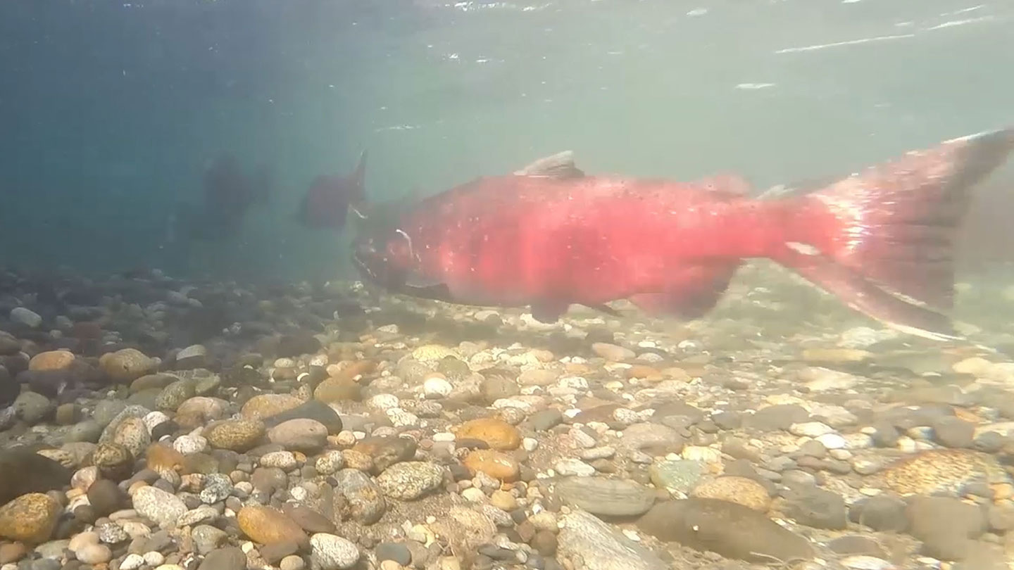 Nearly 66,000 fall chinook salmon recently returned to their spawning grounds in the Vernita Bar area of the Columbia River's Hanford Reach.