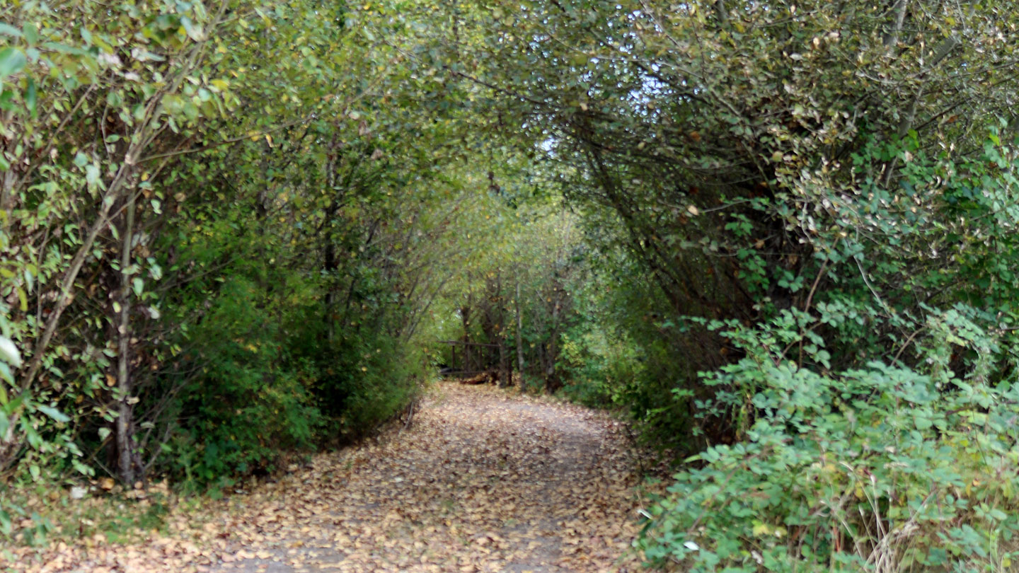 The Steigerwald Lake National Wildlife Refuge near Washougal, Washington, hosts nearly 90,000 hikers, birdwatchers and other nature enthusiasts each year. The floodplain restoration project will rebuild and lengthen the existing trail system and add bridges that will allow unimpeded access for fish in the channels. 