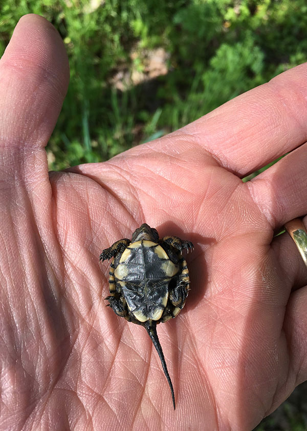 Habitats for many threatened or endangered species, such as some types of Oregon turtles, are now protected under the Willamette Wildlife Mitigation Program.