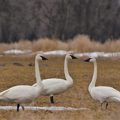 Visitors to any of the three areas that make up the Deer Park Wildlife Mitigation Units in Idaho will find many species of waterfowl, including more than 3,000 trumpeter swans that have been seen wintering there. BPA provided funding to Idaho Fish and Game, which manages the properties to protect and enhance wildlife and their habitats. Photo courtesy of Idaho Fish and Game.