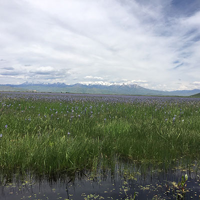 BPA plays an important role in supporting the diverse regional goals related to improving conditions for fish and wildlife. The agency shares a common vision with its partners for a resilient and sustainable population of native fish and wildlife. Photo of the Camas Prairie Centennial Marsh Wildlife Management Area, near Hill City, Idaho, courtesy of Idaho Fish and Game.