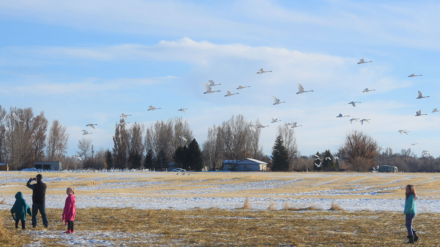 Visitors to any of the three areas that make up the Deer Park Wildlife Mitigation Units in Idaho will find many species of waterfowl, including more than 3,000 trumpeter swans that have been seen wintering there. BPA provided funding to Idaho Fish and Game, which manages the properties to protect and enhance wildlife and their habitats. Photo courtesy of Idaho Fish and Game.