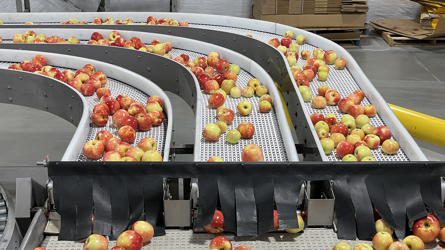 Freshly cleaned apples roll onto automated belts that will drop them at their proper place along the line according to size and color.