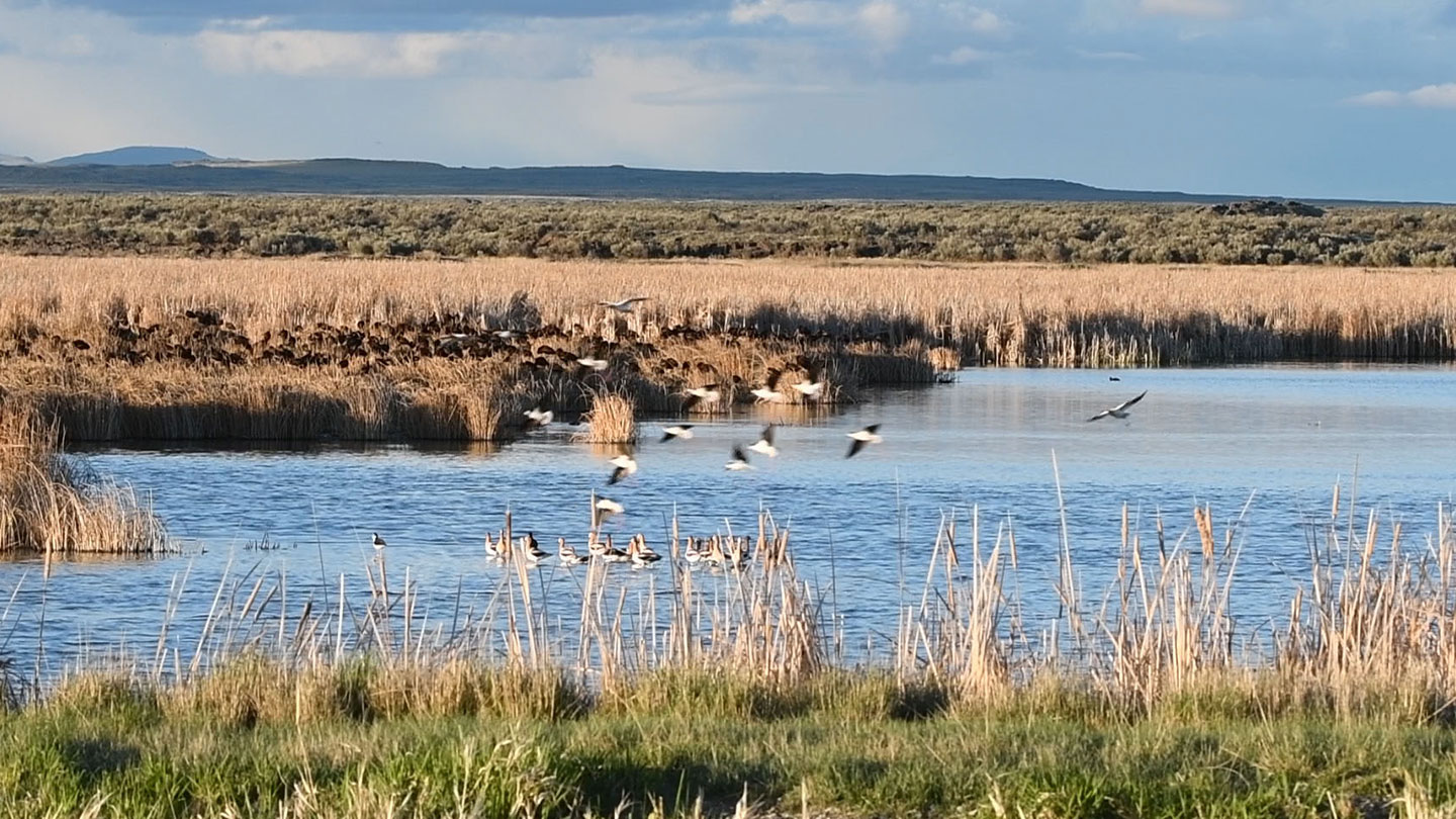A BPA program that conserves valuable fish and wildlife habitat across the Northwest protected nearly 8,000 acres in 2021.