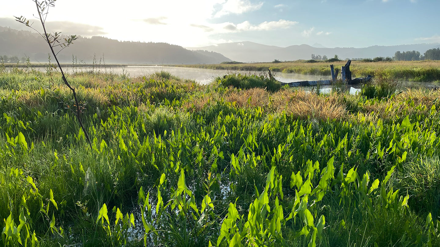 Wapato (Sagittaria latifolia) is a culturally important plant widely used by indigenous peoples of the Pacific Northwest. About 2,000 tubers were planted throughout the Steigerwald Lake National Wildlife Refuge. The Lower Columbia Estuary Partnership and U.S. Fish and Wildlife Service hope to restore additional acres of wapato in the refuge. Photo courtesy of the Lower Columbia Estuary Partnership.