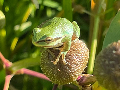 The Steigerwald Lake National Wildlife Refuge is more than 1,000 acres of wetlands, pastures and woodlands along the Columbia River. It is home to many species of plants, fish and wildlife, including the western chorus frog, seen here sitting on a ripe wapato seed head. Photo courtesy of the Lower Columbia Estuary Partnership.