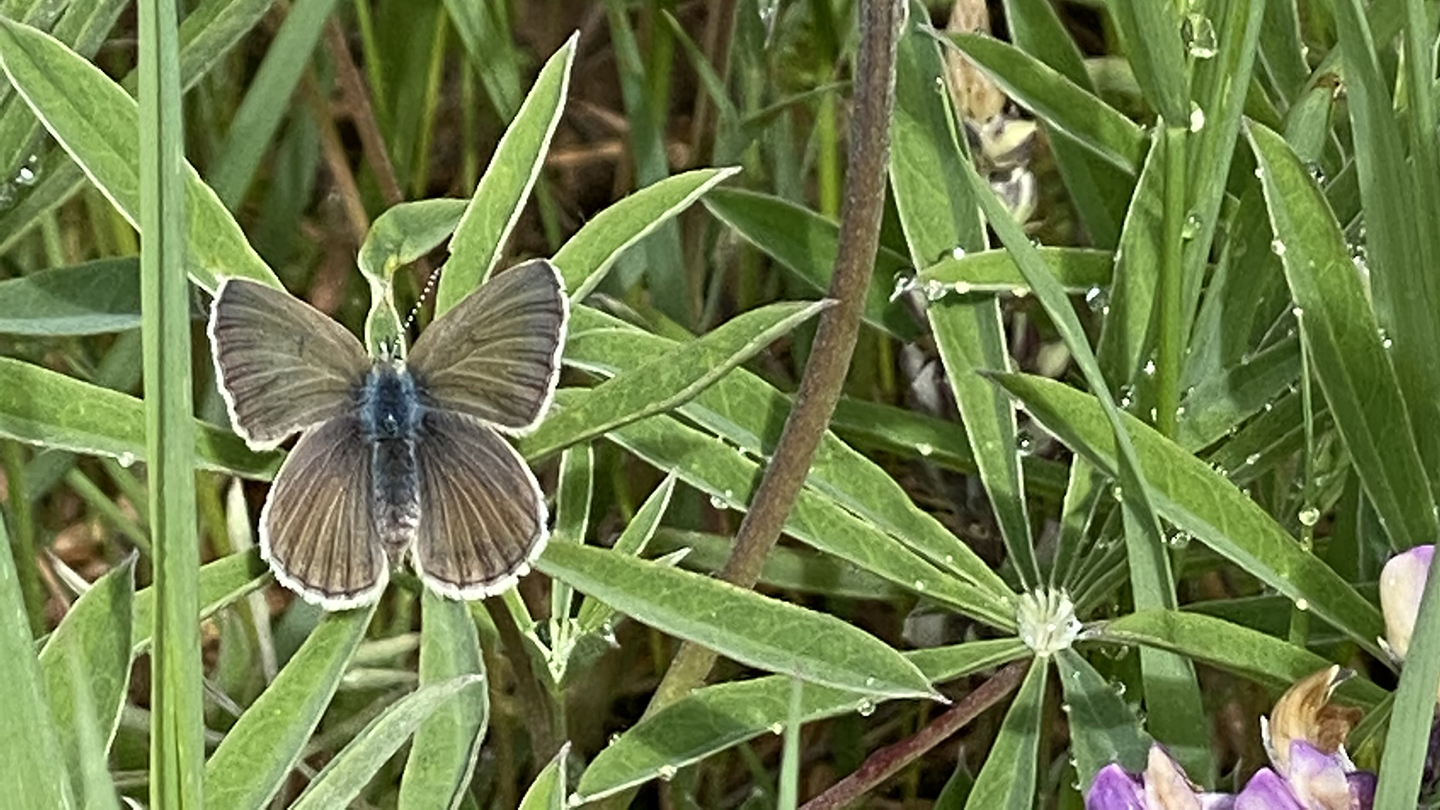 20230202fendersbluebutterflypopulationreboundsin thewillamette