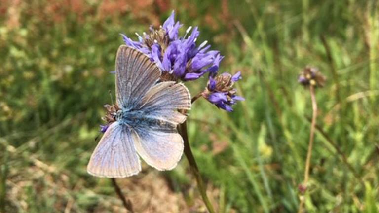 blue butterfly allium flower on marys peak