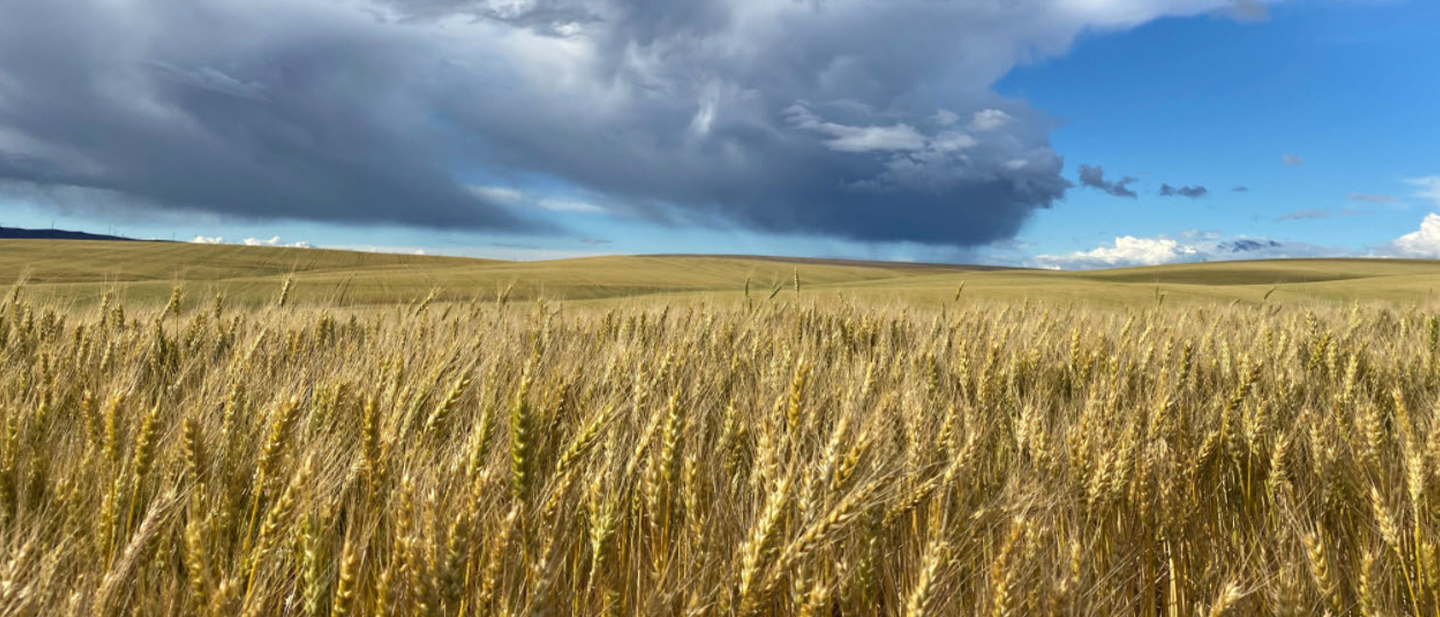 rob_m-wheat-fields-near-rufus-oregon
